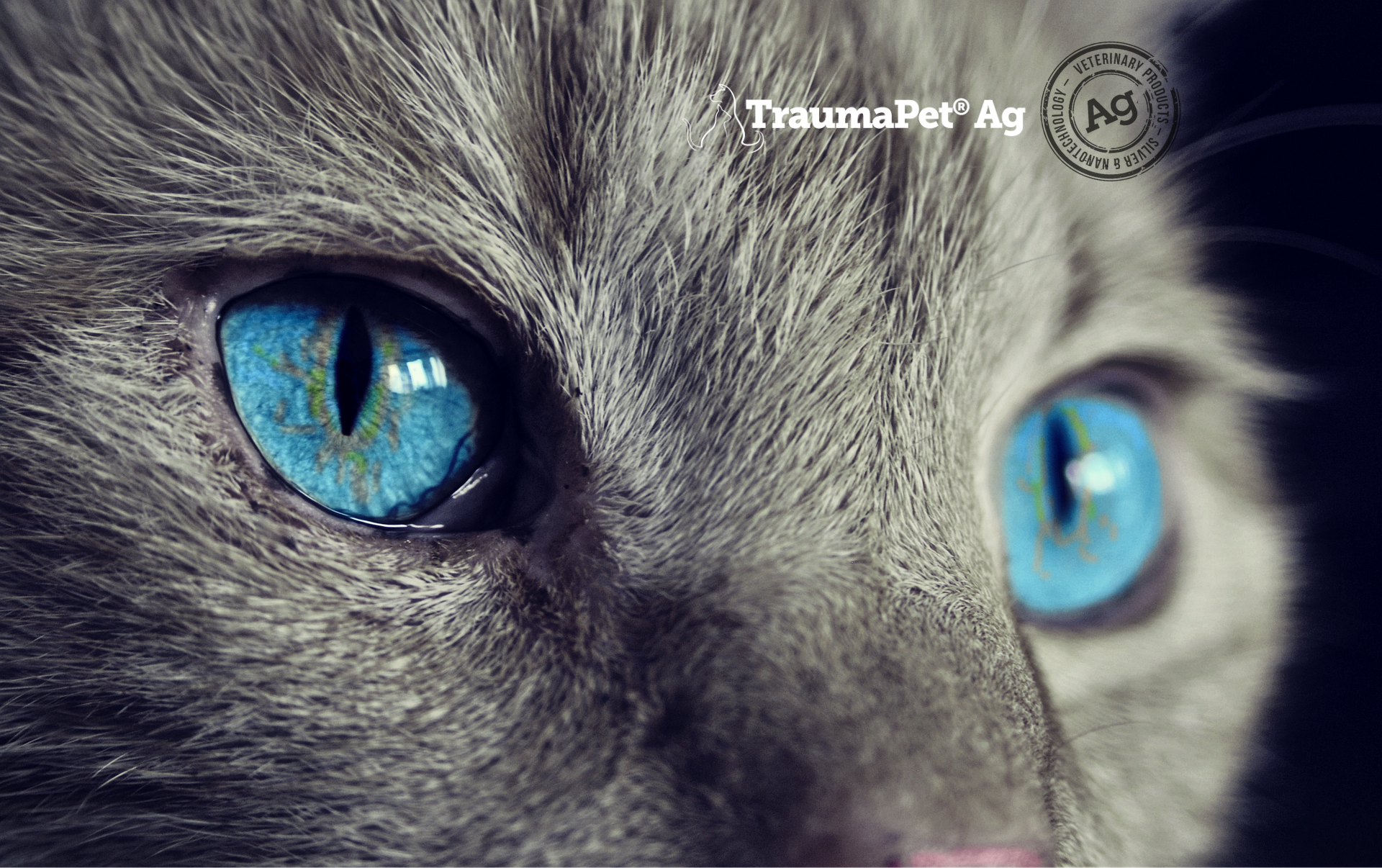 Primo piano degli occhi blu di un gatto grigio. Occhi sani con TraumaPet Ophtal.