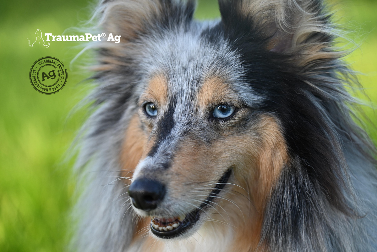 Primo piano di un cane con occhi blu e orecchie molto pelose. 