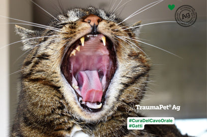 Gatto che mostra i denti con la bocca aperta in uno sbadiglio per promuovere igiene orale con i prodotti TraumaPet