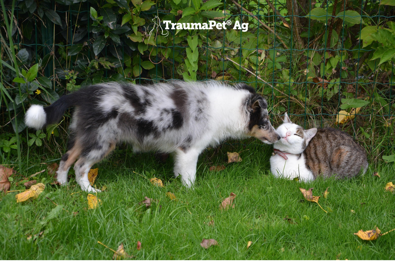 Cane e gatto protetti nella natura con TraumaPet Protect Spray Ag