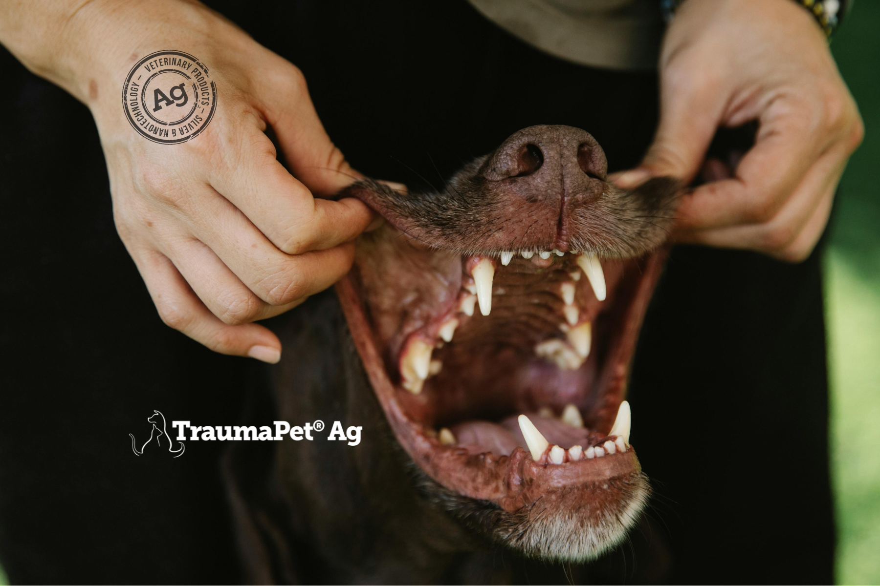 Primo piano della bocca aperta di un cane con il padrone che solleva la pelle per mostrare bene interno della bocca