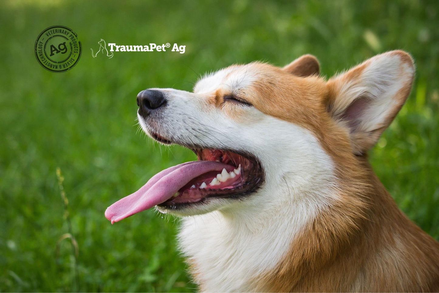 Cane felice di profilo con la bocca aperta a mostrare denti curati con TraumaPet