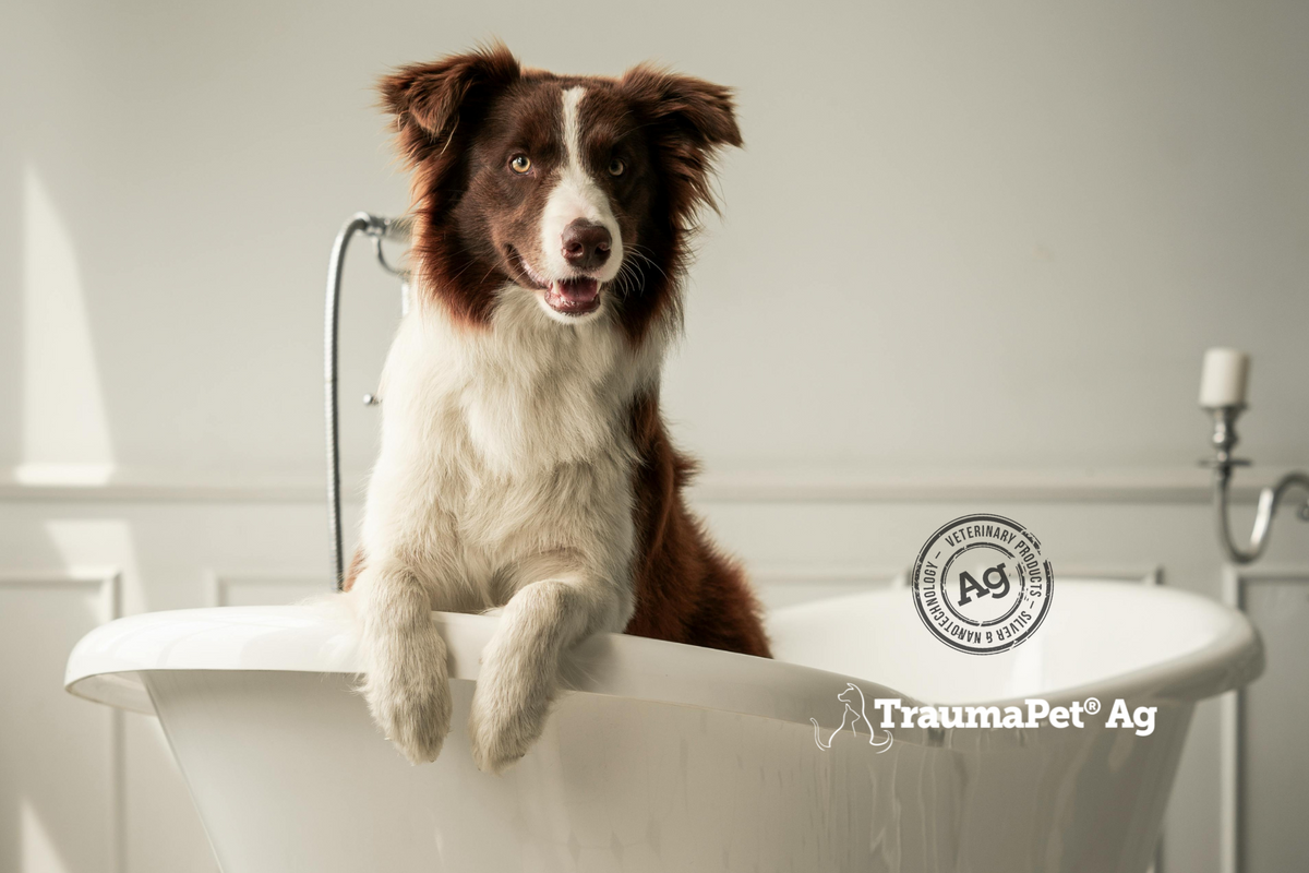 Cane nella vasca pronto a farsi lavare con TraumaPet Shampoo Ag