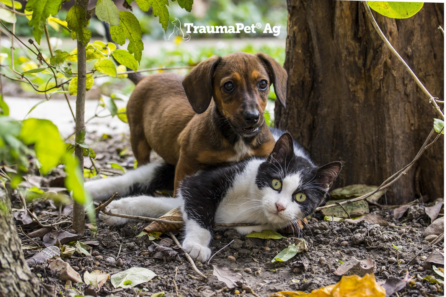 Cane e gatto nella natura per la cura della pelle con TraumaPet Cremor