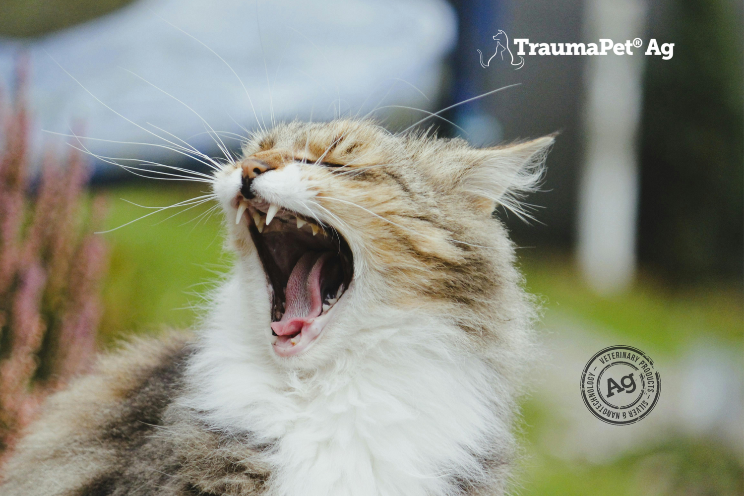Gatto di profilo con la bocca aperta a mostrare i denti per promuovere la cura della bocca con TraumaPet Ag