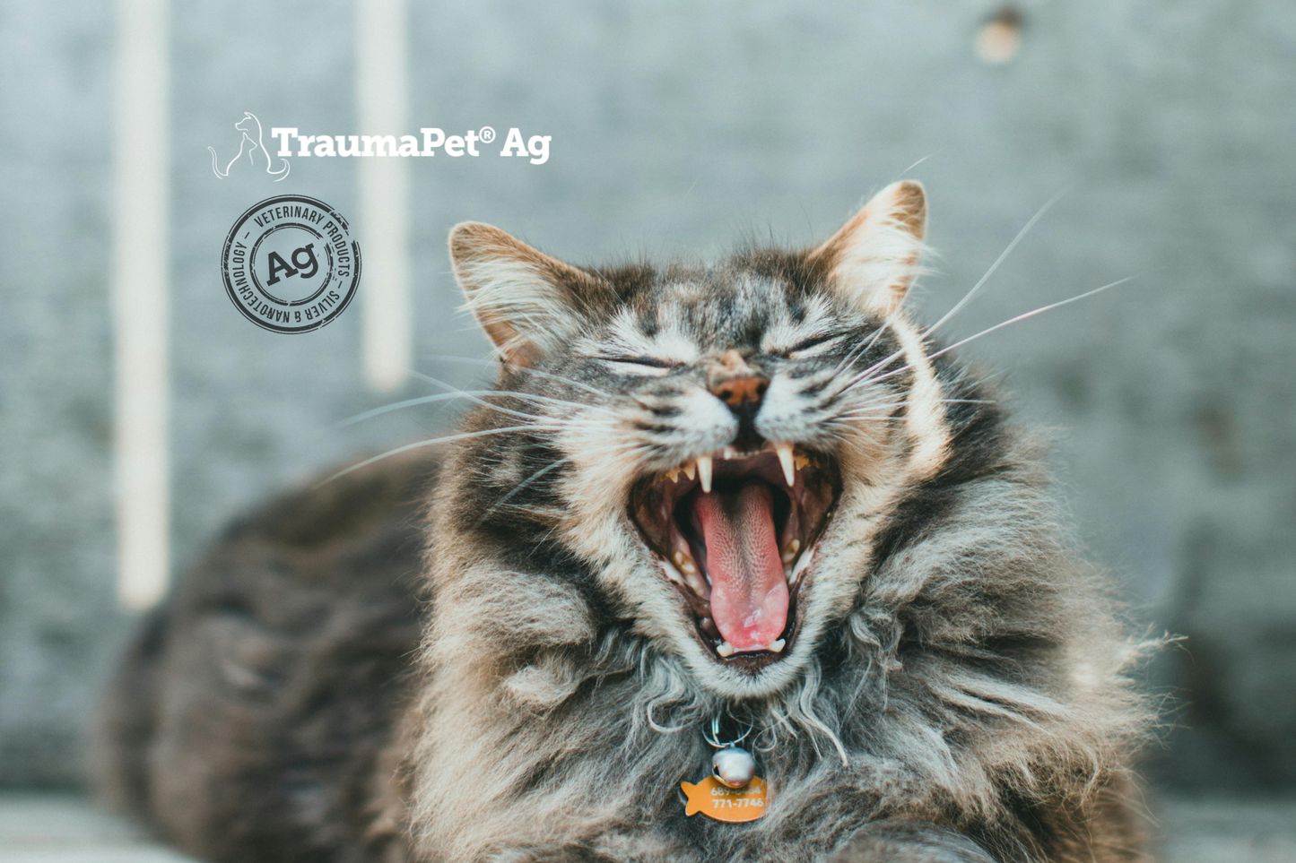 Gatto sdraiato in primo piano che sbadiglia e mostra la bocca aperta per promuovere igiene orale con i prodotti TraumaPet