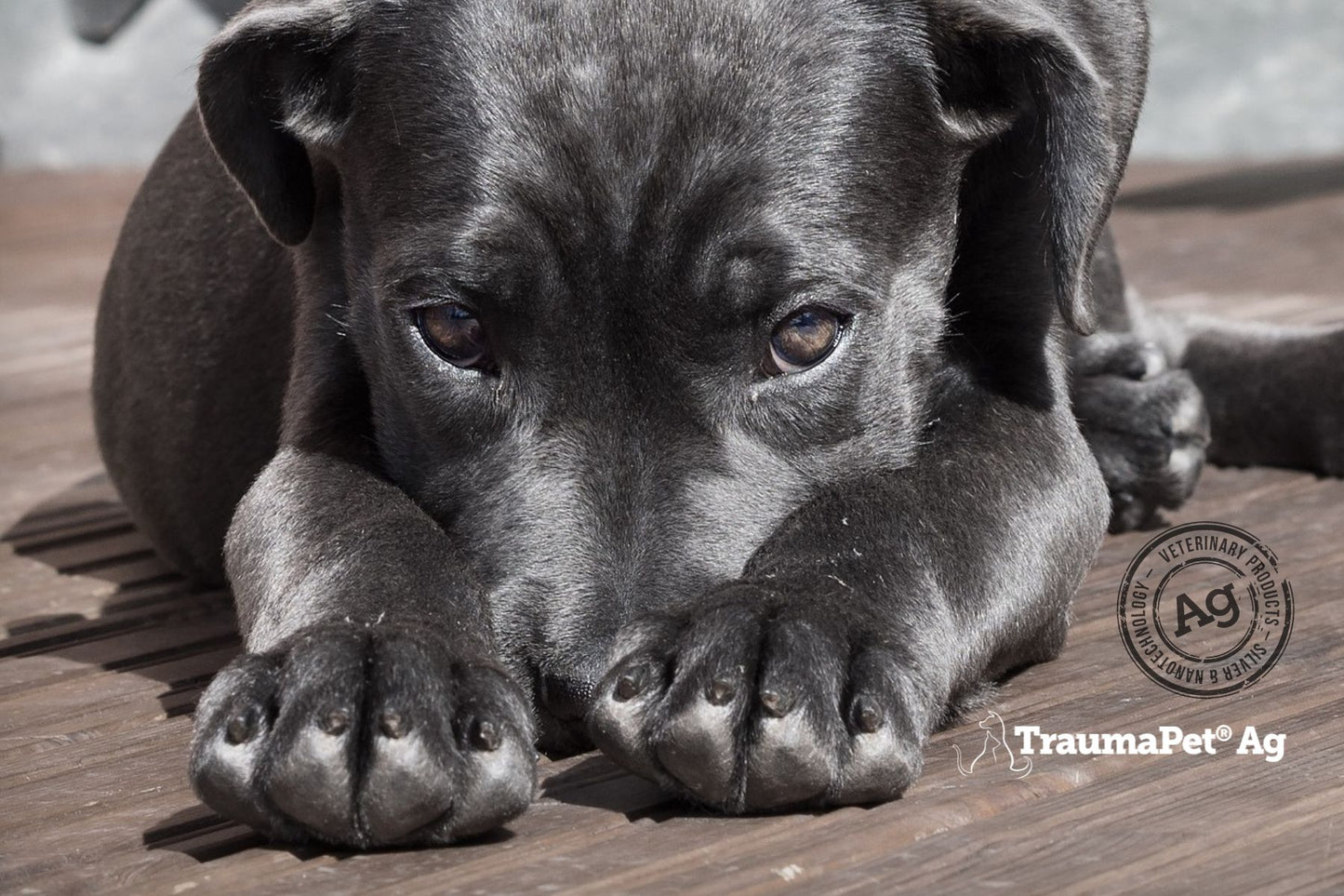 Cagnolino nero che nasconde il muso tra le zampe 