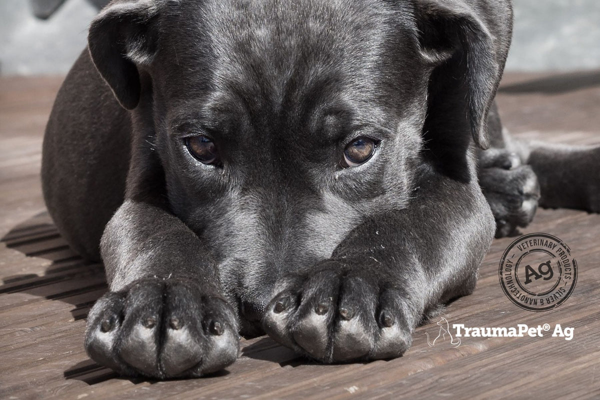 Cagnolino nero che nasconde il muso tra le zampe 