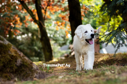 Cane che passeggia in un bosco sicuro della protezione TraumaPet
