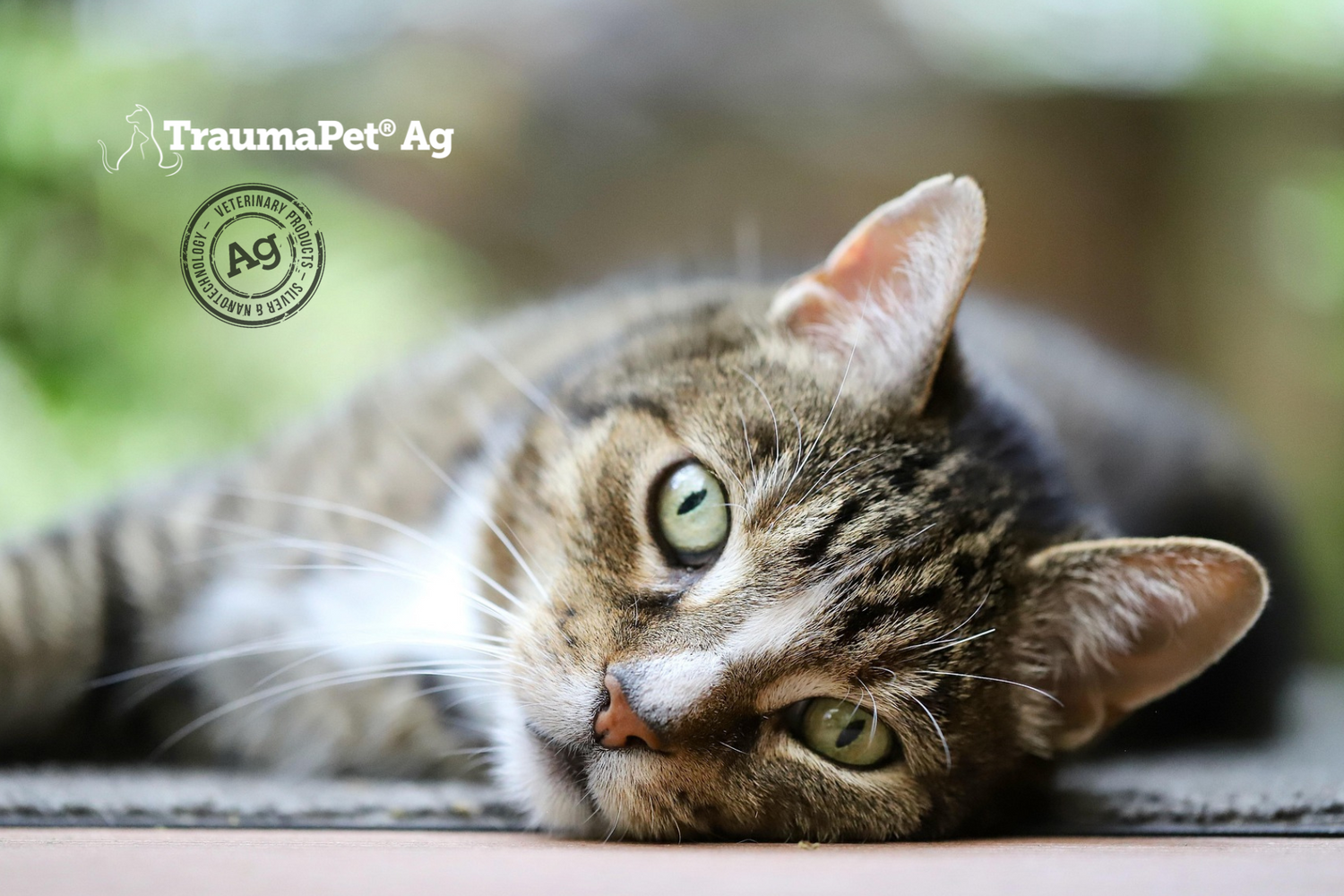 Gatto sdraiato su un fianco in primo piano si sente sicuro del benessere della sua pelle con TraumaPet