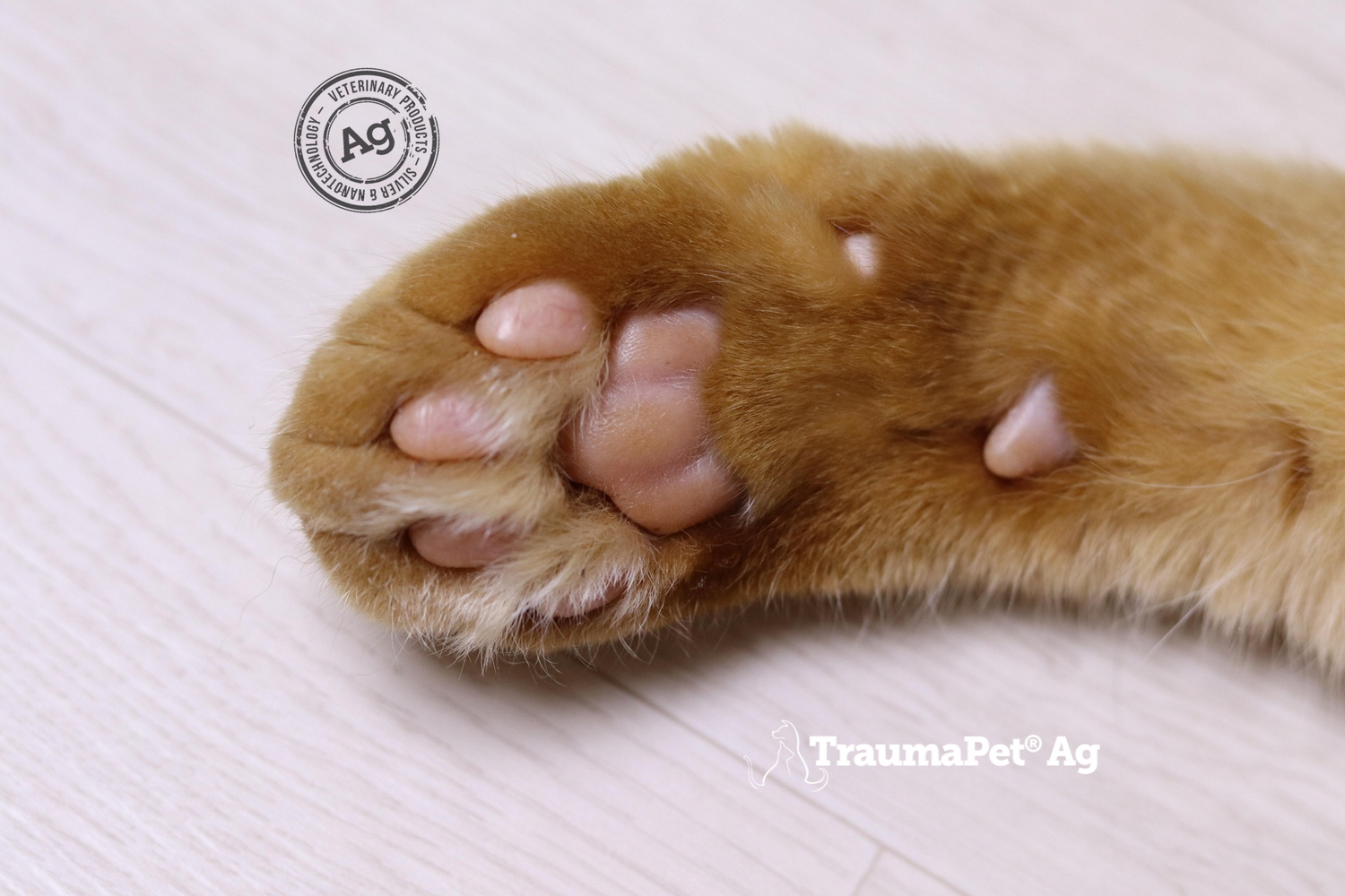 Primo piano della zampa e polpastrelli di un gatto. Zona delicata che si tratta con il gel e la crema TraumaPet in tutta sicurezza.