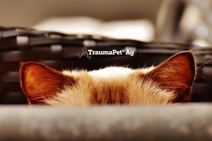 Orecchie di un gatto che sporgono dal mobilio per evidenziare le orecchie di un animale