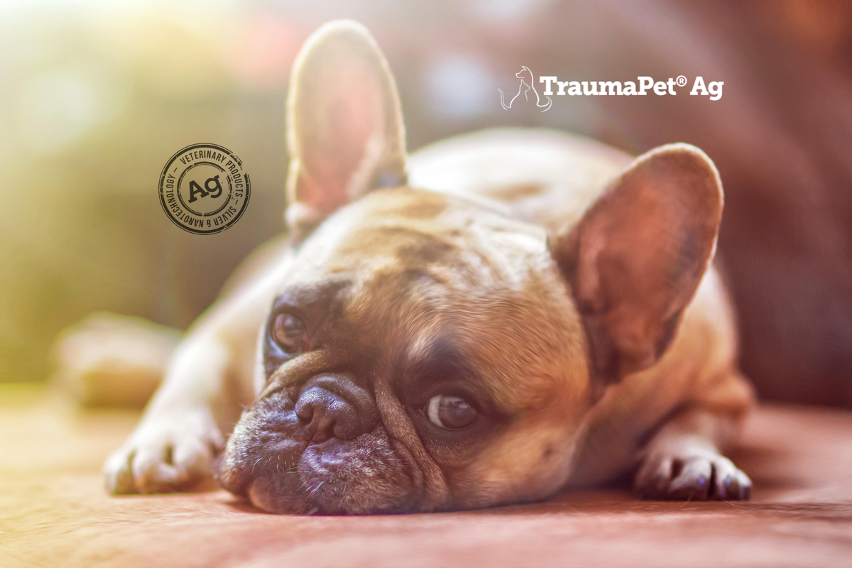 Cane in primo piano con le orecchie alzate per promuovere la cura ed il benessere delle orecchie del cane con TraumaPet Oto Ag