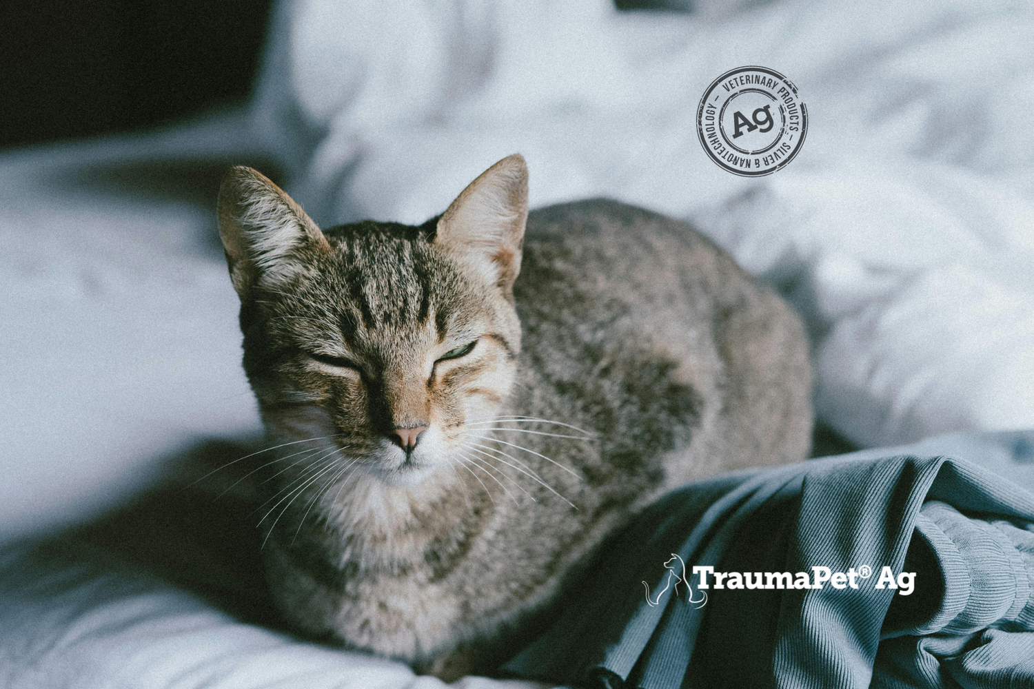 Gatto che socchiude gli occhi in una posa per mostrare le sue orecchie pulite e perfette