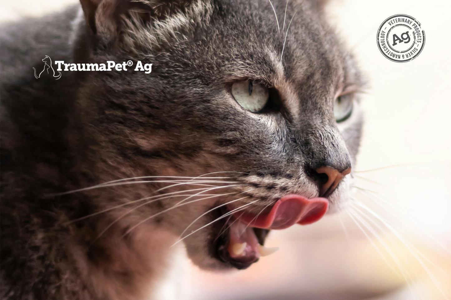 Gatto in primo piano che si lecca i baffi