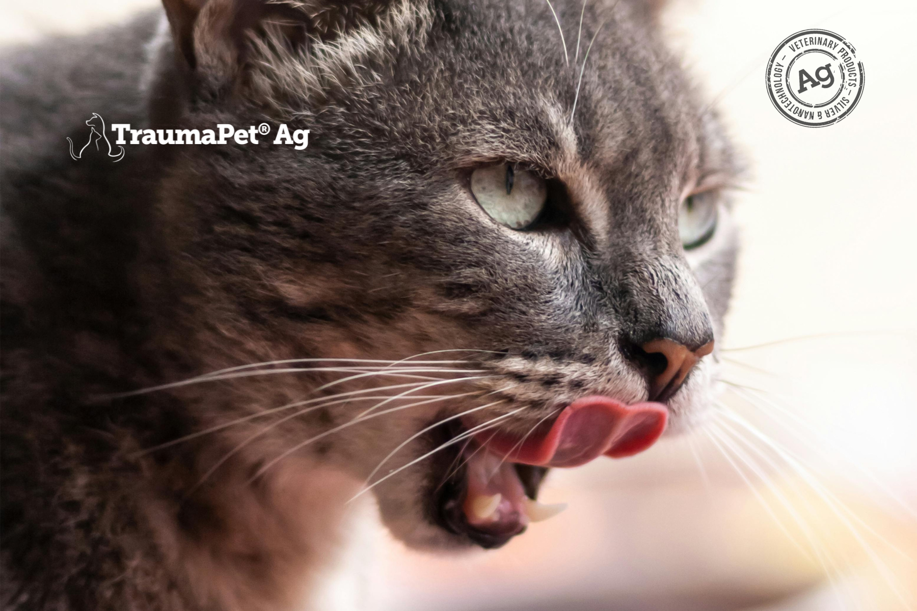 Gatto in primo piano che si lecca i baffi