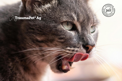 Gatto in primo piano che si lecca i baffi