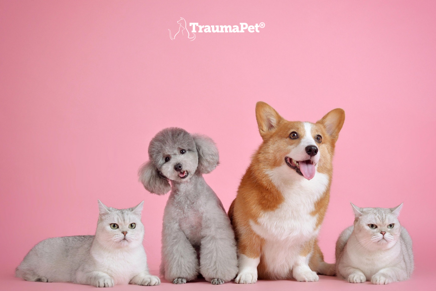 Un gruppo di cani e gatti intenti a conoscere di piu' a proposito dei prodotti TraumaPet
