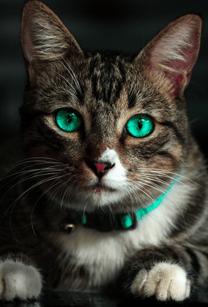 Un gatto con gli occhi verdi, utilizza gocce per gli occhi e le orecchie TraumaPet Ag