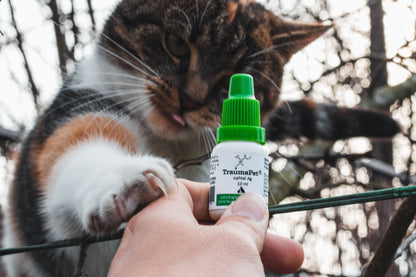 Gatto con confezione di collorio TraumaPet Ophtal Ag