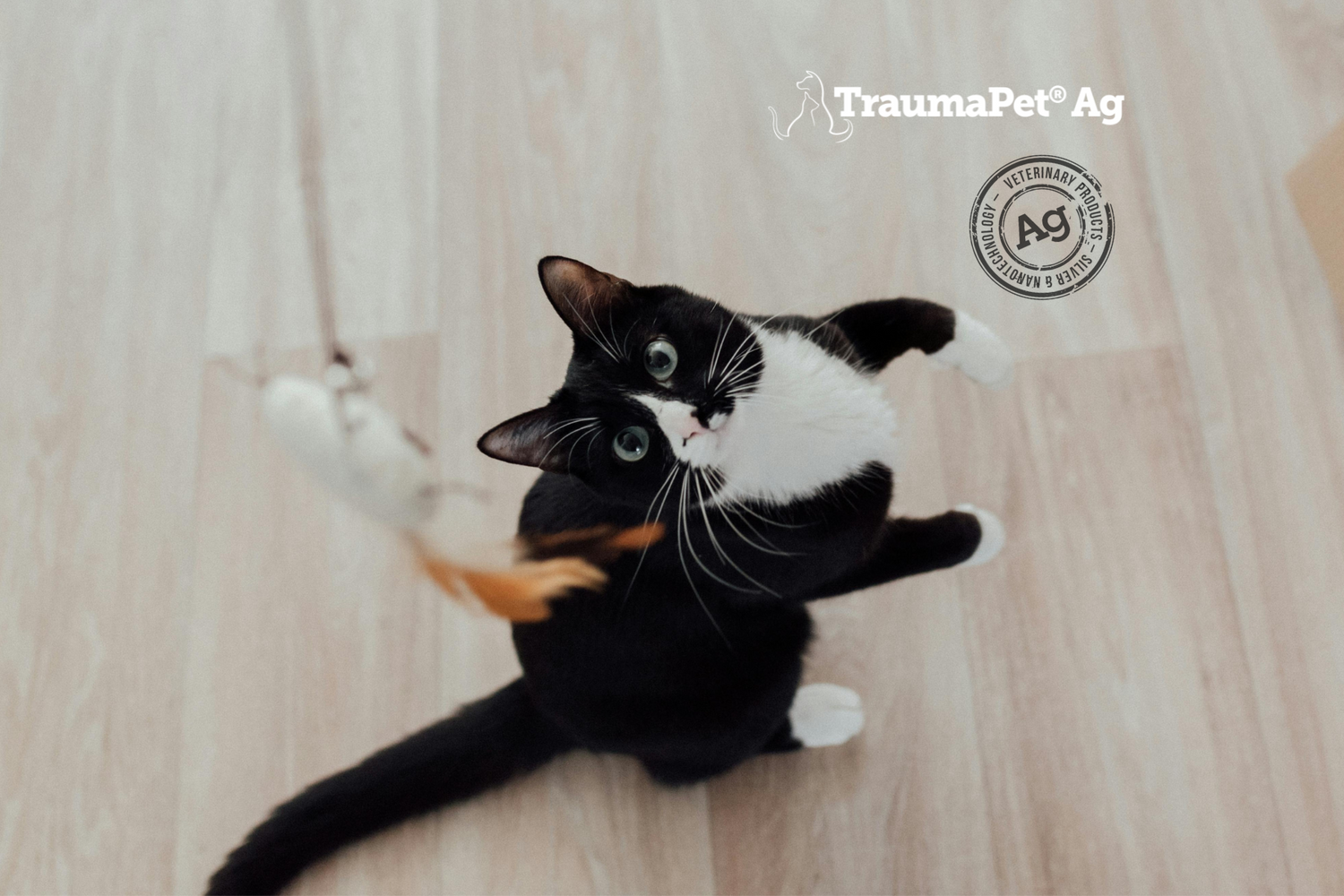 Gatto bianco e nero che gioca per promuovere la salute delle articolazioni con TraumaPet Arthro+