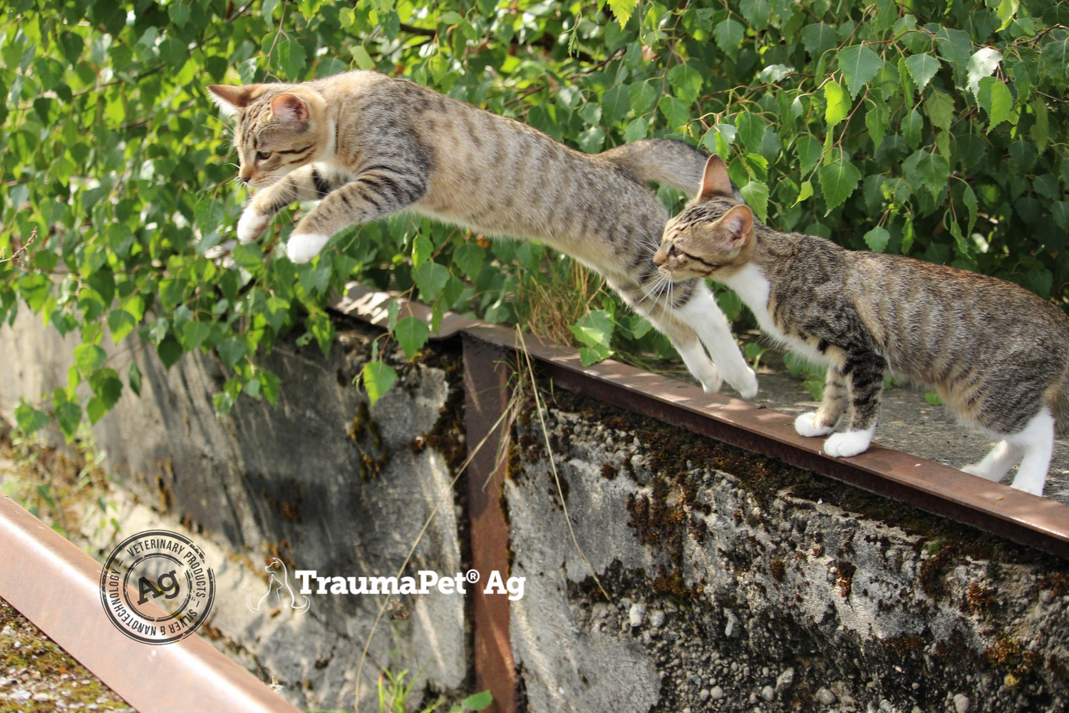 Due gatti di cui uno sta saltando dal muretto. Proteggi le articolazioni del tuo gatto con TraumaPet Arthro.