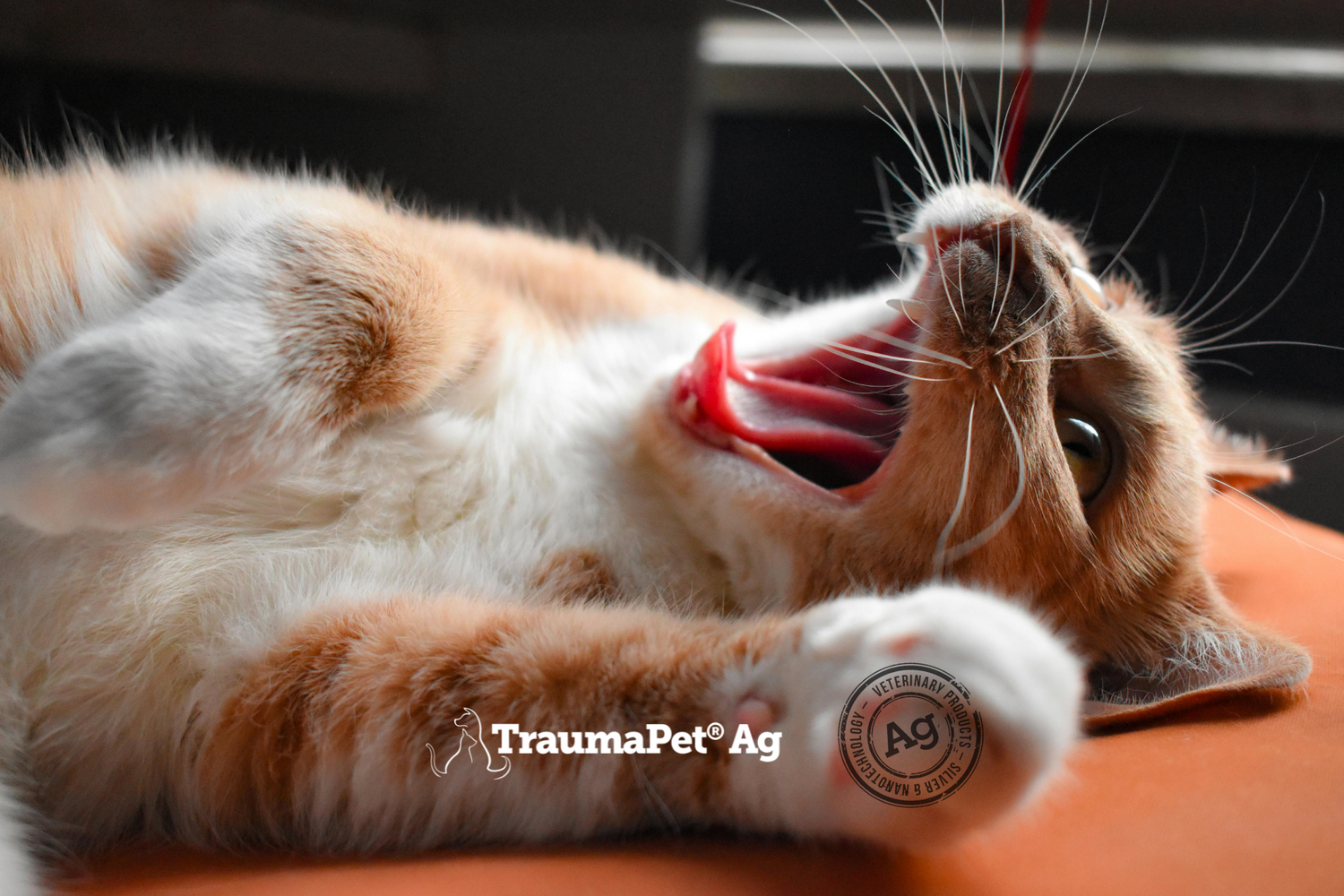Gatto sdraiato con il muso rivolto verso l'alto e che sbadiglia sereno che la sua bocca è sana grazie a TraumaPet