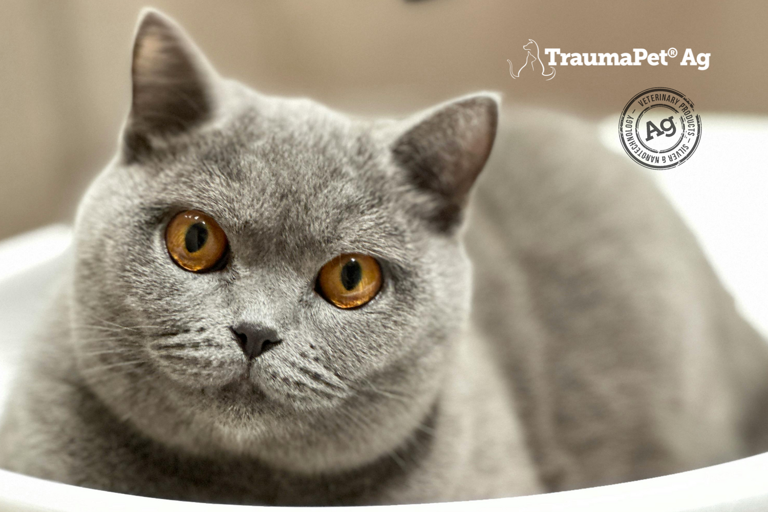 Gatto grigio con occhi arancioni in un lavabo pronto a farsi lavare con TraumaPet Shampoo Ag