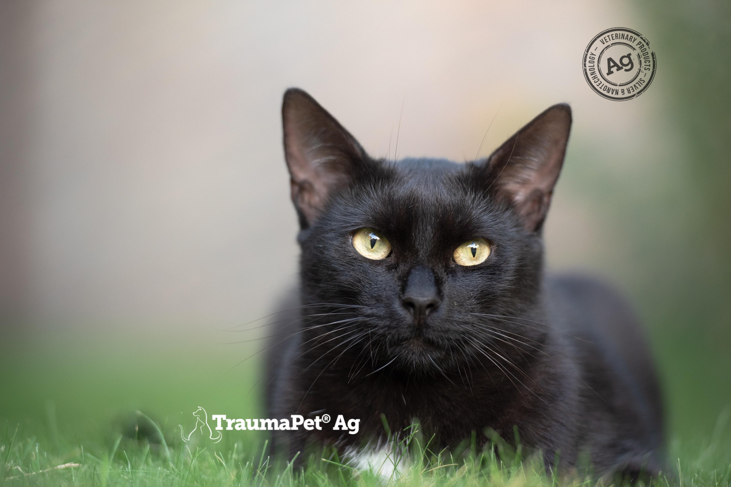 Gatto nero nell'erba verde con occhi gialli. Orecchie e occhi curati e protetti con TraumaPet.