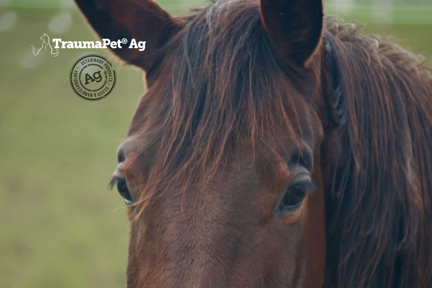 Primo piano degli occhi di un cavallo sereno per la cura che riceve con i prodotti TraumaPet