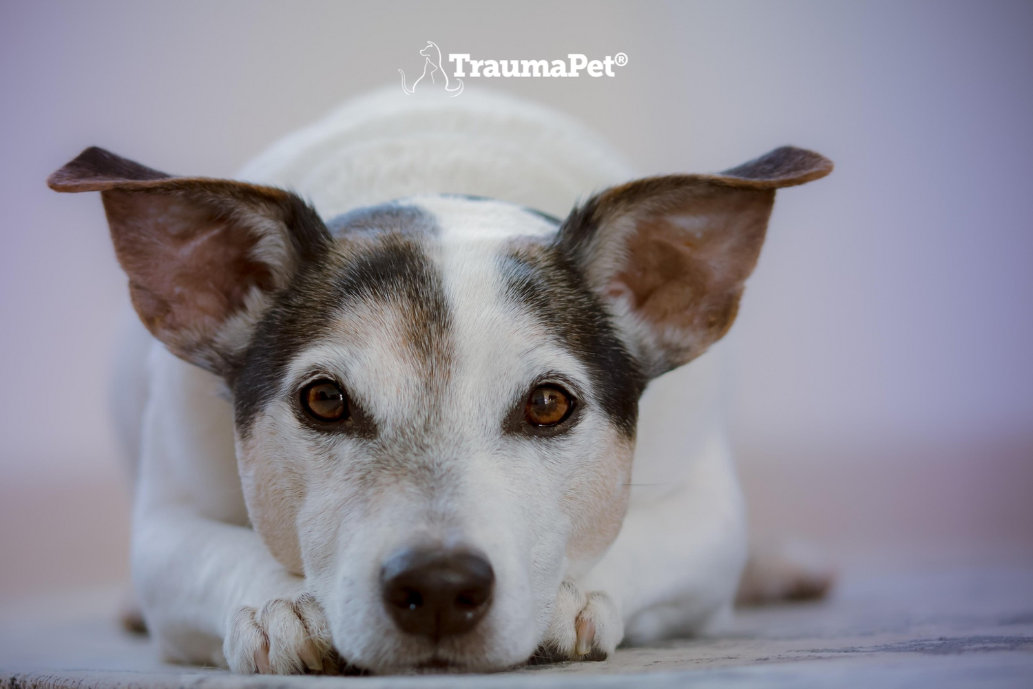 Cane con il muso in primo piano felice che il suo alito e articolazioni sono protette con TraumaPet Dental e Arthro+