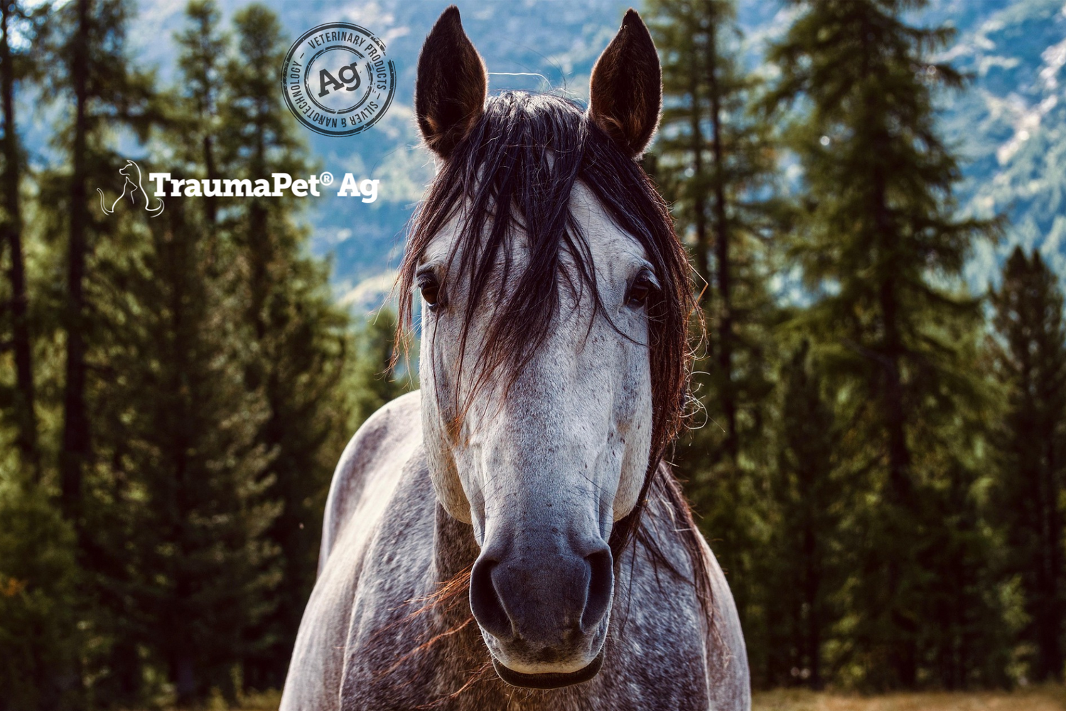 Primo piano di un cavallo con sullo sfondo un bosco