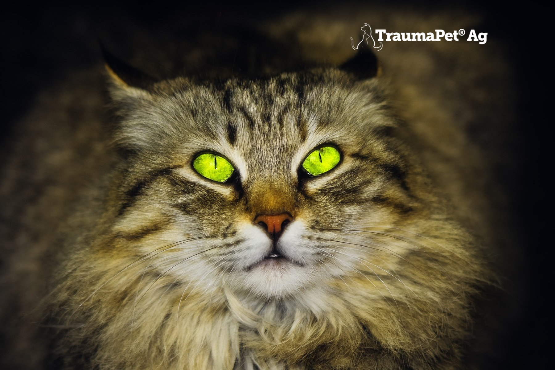 Inquadratura di un fatto dall'alto con occhi verdi e ipnotici