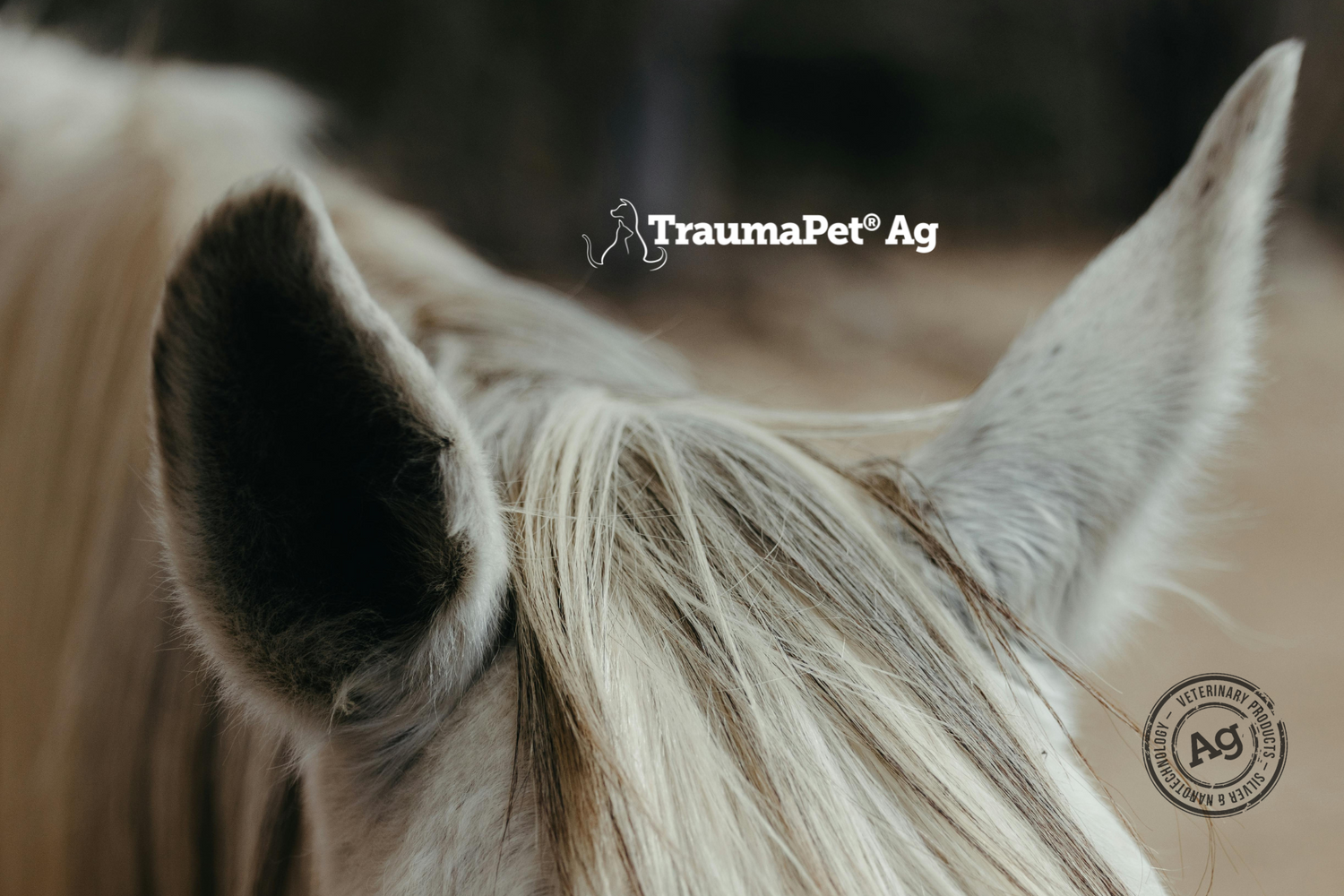 Orecchie di un cavallo bianco in primo piano per promuovere la cura e prevenzione con TraumaPet Ag