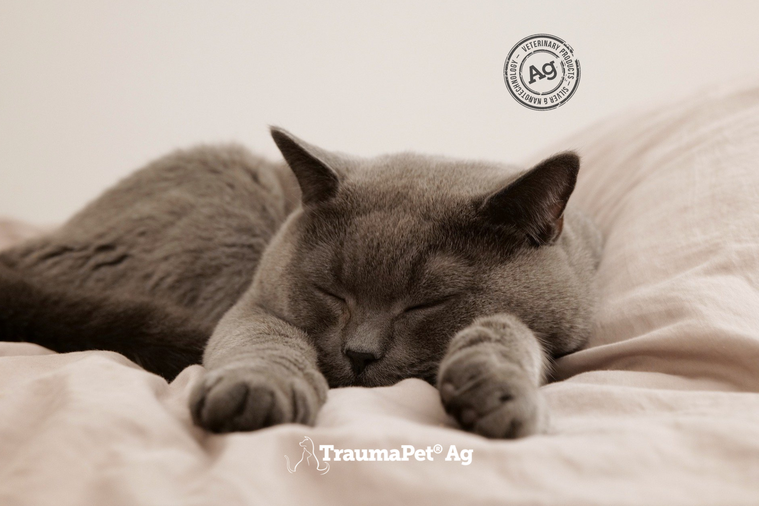Un gatto che dorme sonni tranquilli con orecchie sane grazie a TraumaPet Oto