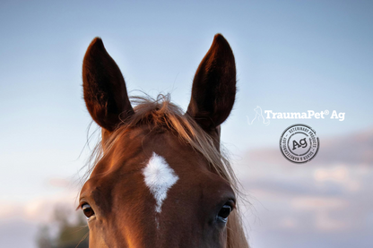 Primo piano delle orecchie di un cavallo sane e curate grazie a TraumaPet Oto Ag