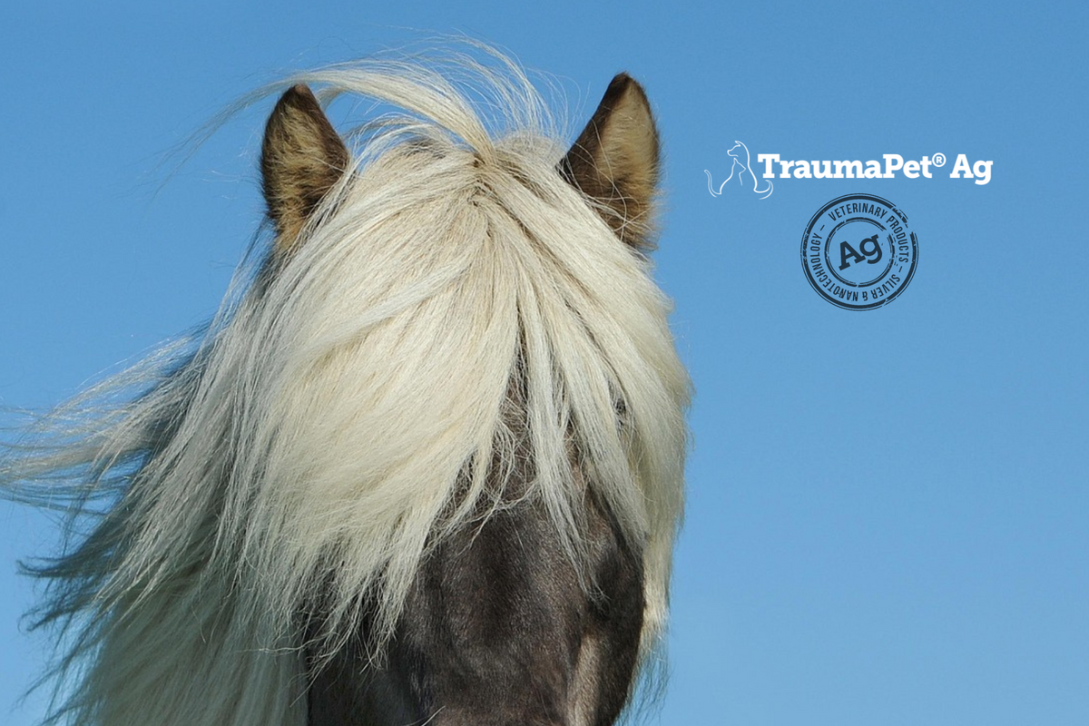 Le orecchie del cavallo in primo piano in questa foto si possono curare con TraumaPet Oto Ag
