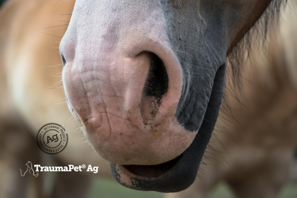Primo piano del naso e della bocca di un cavallo