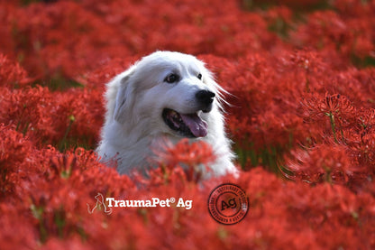 Cane felice in un campo di fiori rossi protetto con TraumaPet Protect Spray Ag