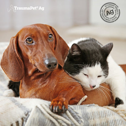 Un bassotto ed un gatto bianco e nero accoccolati insieme su una coperta