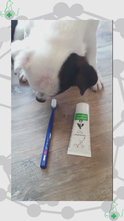 Video tutorial su come applicare il dentifricio TraumaPet Stoma Ag