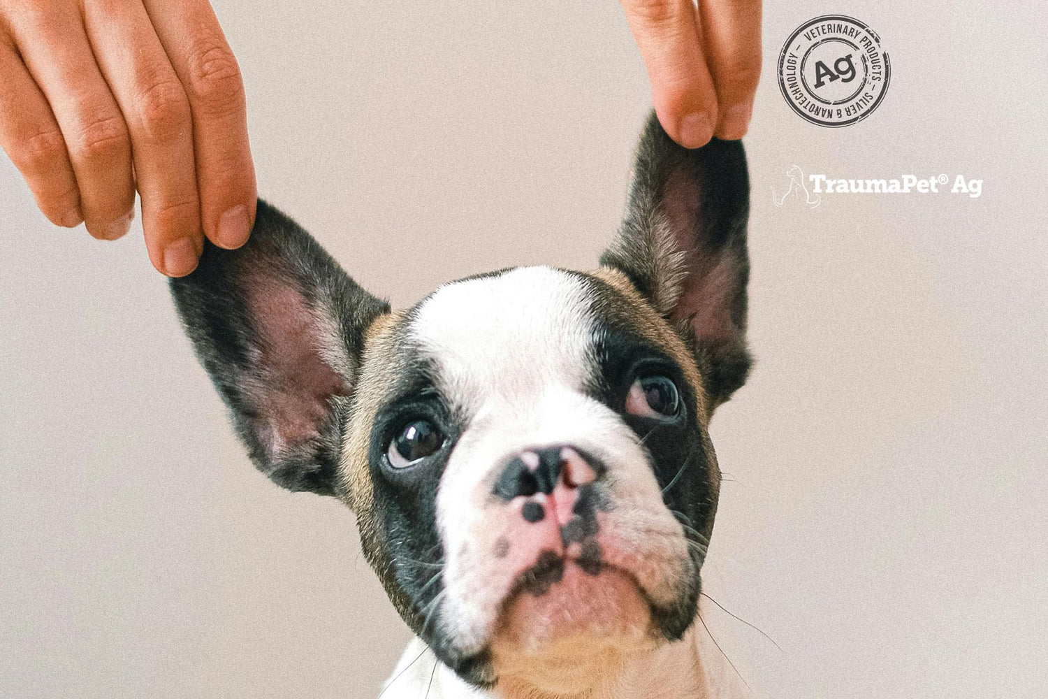Cagnolino con le orecchie tenute in su dalle mani del padrone