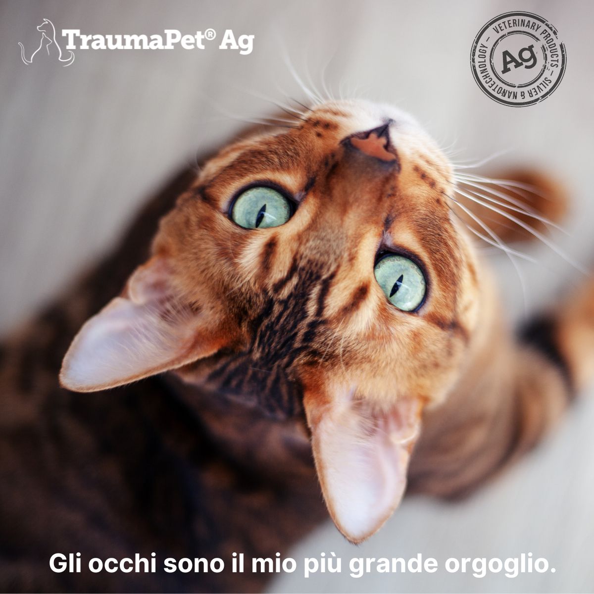 Gatto con il muso rivolto verso l'alto che mostra i suoi occhi azzurri