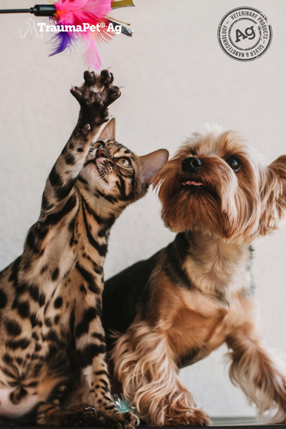 Primo piano di un gatto ed un cane che giocano