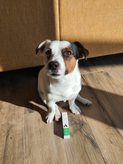 Cagnolino con il prodotto TraumaPet Gel Ag